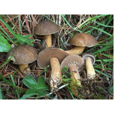 Мицелий Масленка кедрового (Suillus plorans) Мицелий Масленка кедрового (Suillus plorans)